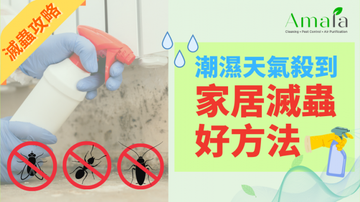 【滅蟲攻略】潮濕天氣殺到，家居滅蟲好方法 (4)